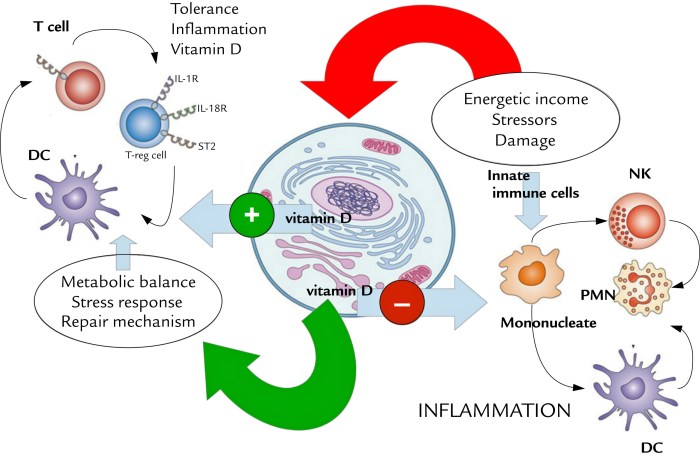 Importance of vitamin D for immune system support